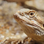 Reptile