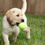 Puppy