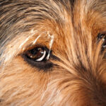 Senior pet