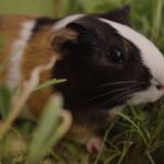 Small pet